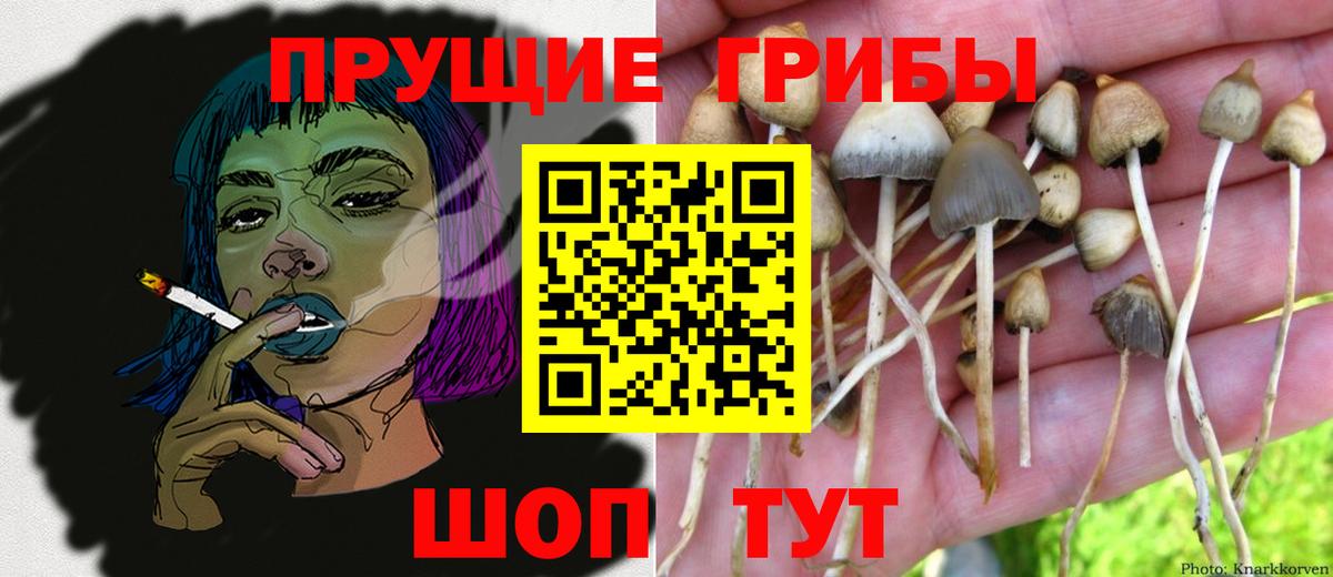 Ступино  Галлюциногенные грибы Cubensis  Вход с VPN 